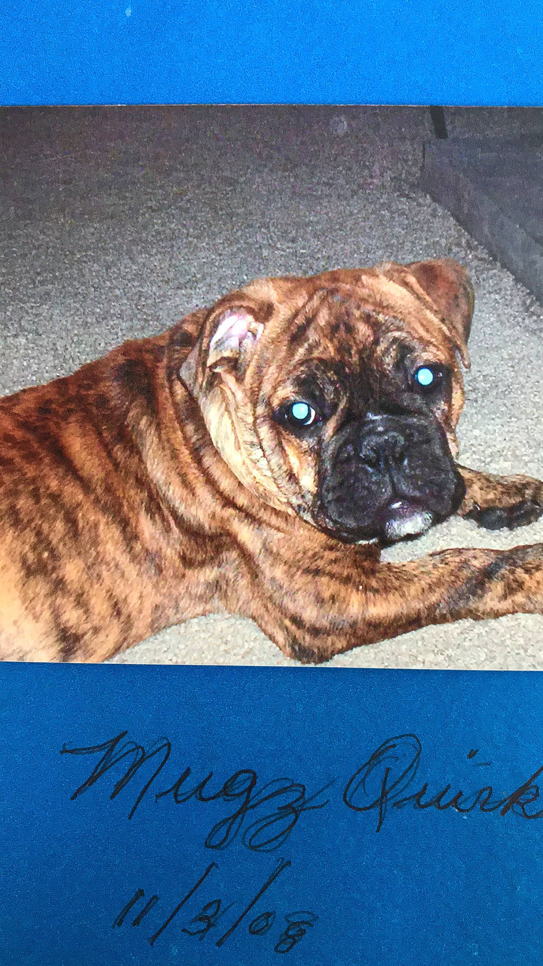 Mugz Quirk is registered to the contest to win money with this photo: art, autograph, blue, canidae, carnivore, companion_dog, dog, dog_breed, door, electric_blue, fawn, handwriting, painting, puppy, snout, sporting_group, terrestrial_animal, whiskers, working_dog, wrinkle