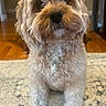 dog, pet, curly_fur, brown_nose, indoor, carpet, wooden_floor, furniture, cute, animal, portrait, sitting, domestic, companion, fluffy, canine, home, friendly, looking_up, adorable