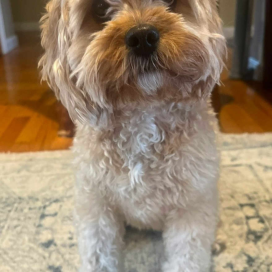 Mocha is registered to the contest to win money with this photo: dog, pet, curly_fur, brown_nose, indoor, carpet, wooden_floor, furniture, cute, animal, portrait, sitting, domestic, companion, fluffy, canine, home, friendly, looking_up, adorable