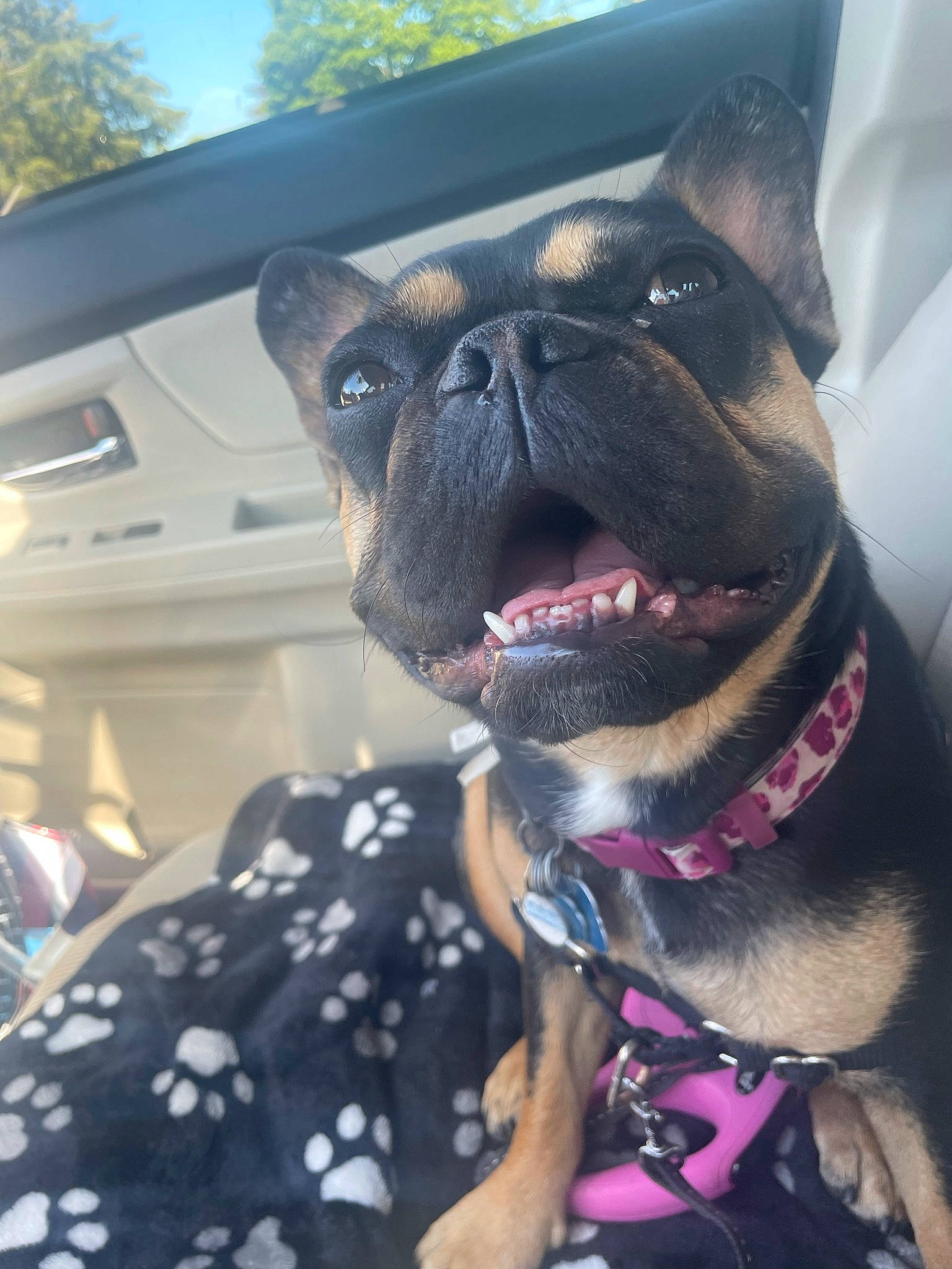Zoey is registered to the contest to win money with this photo: blue, canidae, carnivore, collar, companion_dog, dog, dog_breed, dog_collar, electric_blue, fashion_accessory, fawn, leash, mammal, plant, sky, sporting_group, toy_dog, tree, whiskers, working_animal
