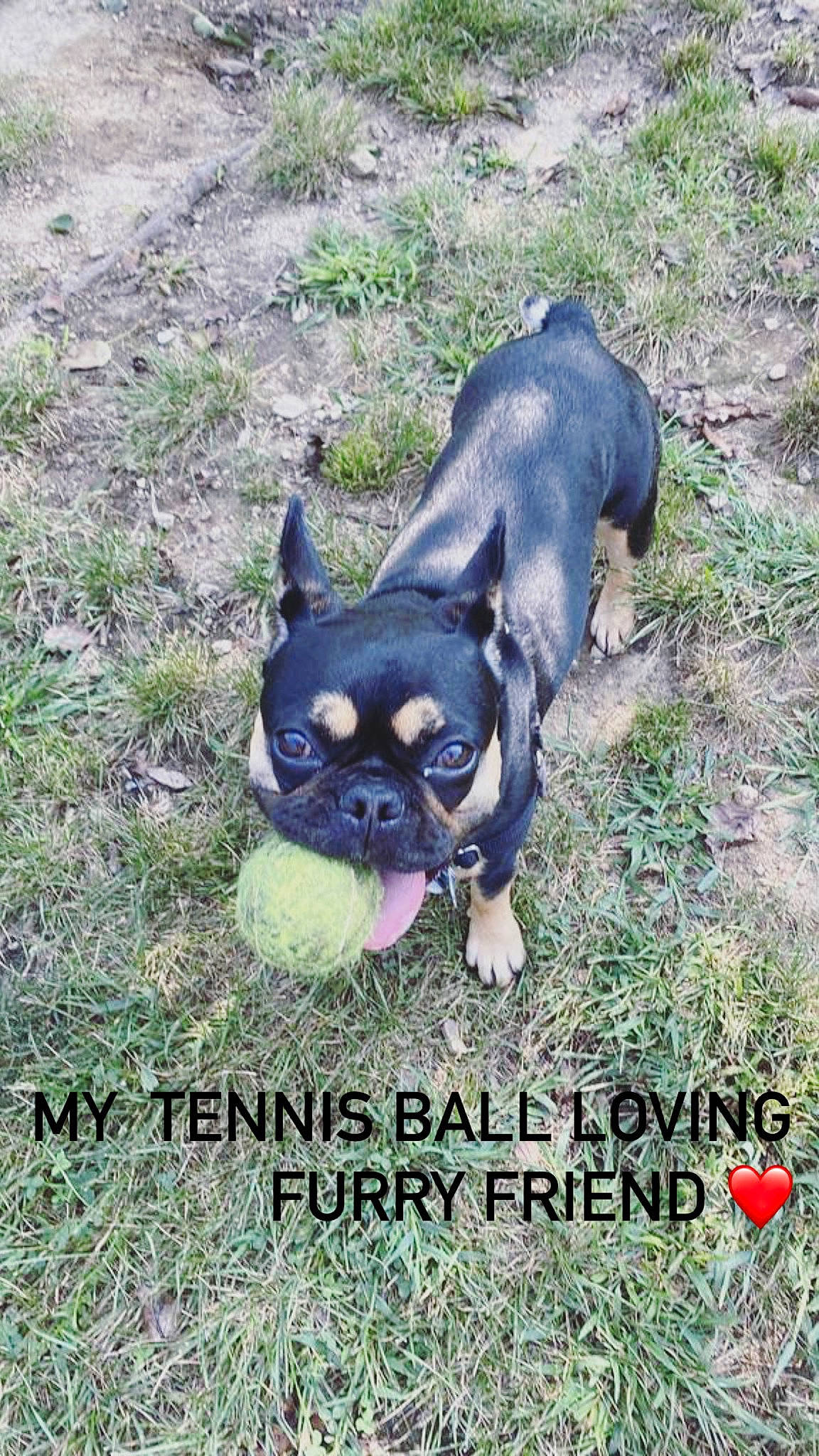 Zoey is registered to the contest to win money with this photo: advertising, bulldog, canidae, carnivore, companion_dog, dog, dog_breed, fawn, font, grass, groundcover, photo_caption, plant, pug, snout, soil, sporting_group, terrestrial_animal, toy_dog, working_animal