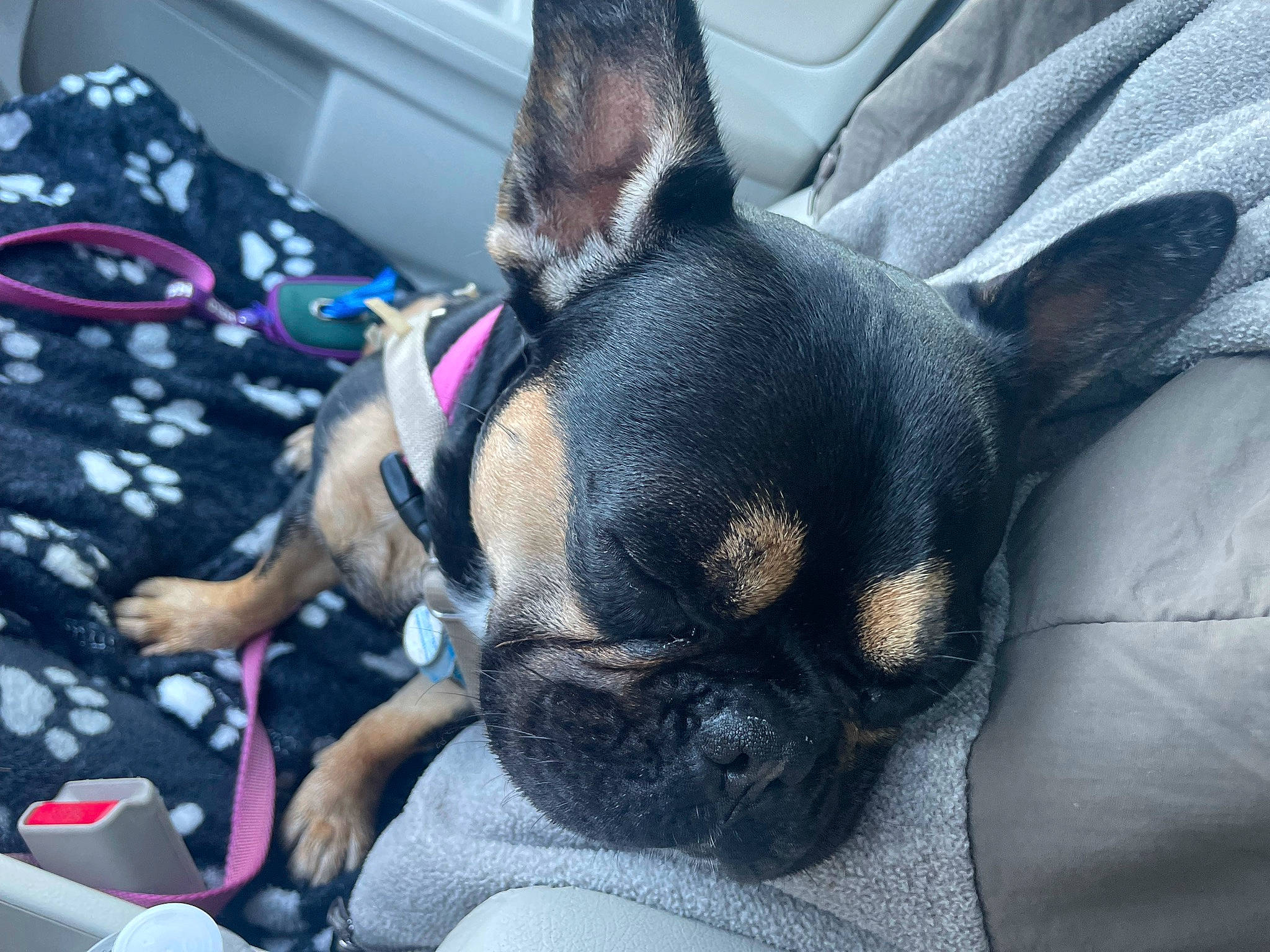 Zoey joined the competition — help win amazing prizes! boston_terrier, canidae, carnivore, comfort, companion_dog, dog, dog_breed, ear, electric_blue, fawn, non_sporting_group, snout, sporting_group, terrestrial_animal, toy_dog, whiskers, working_animal