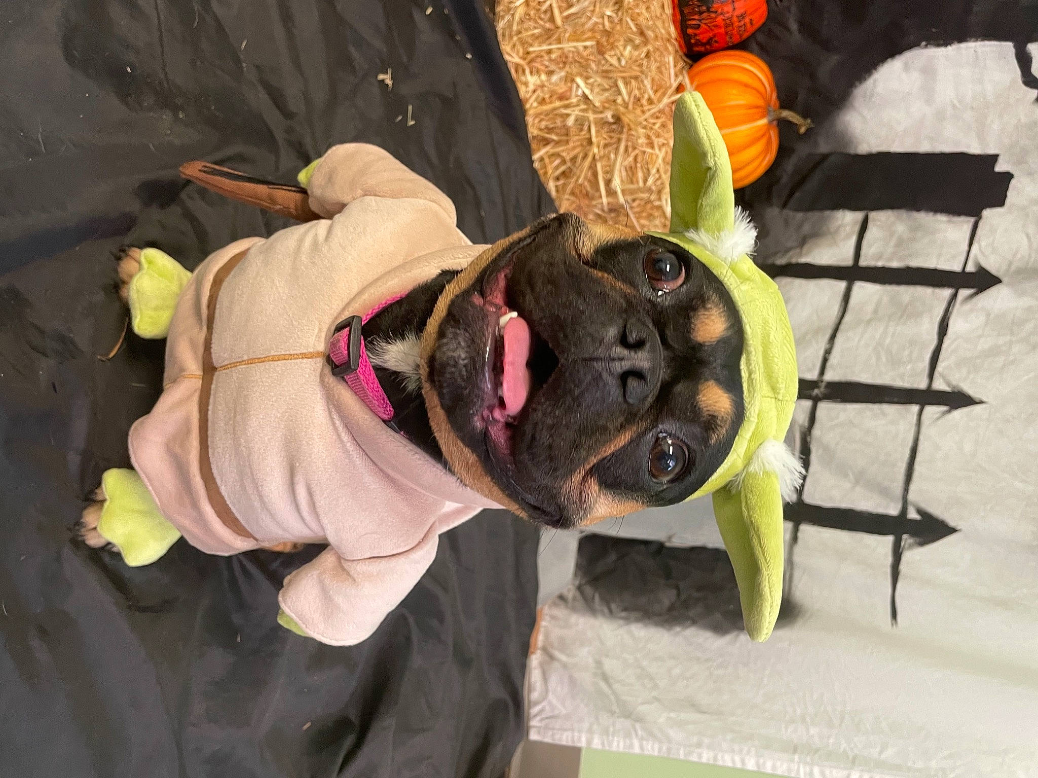 Zoey is registered to the contest to win money with this photo: calabaza, costume, cucurbita, dog_breed, event, fun, fur, glove, gourd, hat, mask, personal_protective_equipment, pumpkin, tradition, vegetable, winter