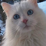 Clochette a rejoint le concours — aidez-le/la à gagner de superbes lots ! animal, blue_eyes, cat, close_up, cute, feline, fluffy_fur, fur, mammal, nature, outdoor, pet, pink_nose, portrait, snow, soft, whiskers, white_cat, wildlife, winter