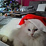blue_eyes, cat, christmas, christmas_tree, couch, cozy, decorations, festive, fluffy, furniture, holiday, holiday_season, home, indoor, lamp, living_room, pet, relaxed, santa_hat, white_cat