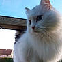 Clochette a rejoint le concours — aidez-le/la à gagner de superbes lots ! animal, blue_eyes, cat, close_up, curious, daylight, domestic_animal, ears, fence, fluffy, house, nature, outdoor, paw, pet, portrait, sky, whiskers, white_cat, wooden_surface