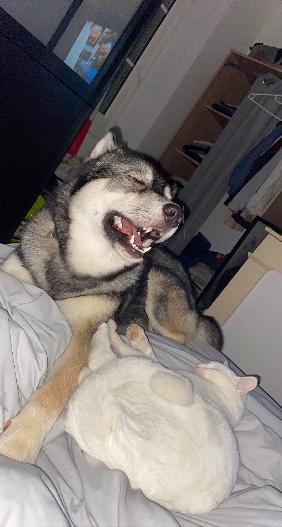 Ayron a rejoint le concours — aidez-le/la à gagner de superbes lots ! canadian_eskimo_dog, canidae, canis, carnivore, dog, dog_breed, fang, fur, grey, iris, jaw, northern_inuit_dog, sled_dog, snout, tongue, tooth, vertebrate, whiskers, wolf, wolfdog