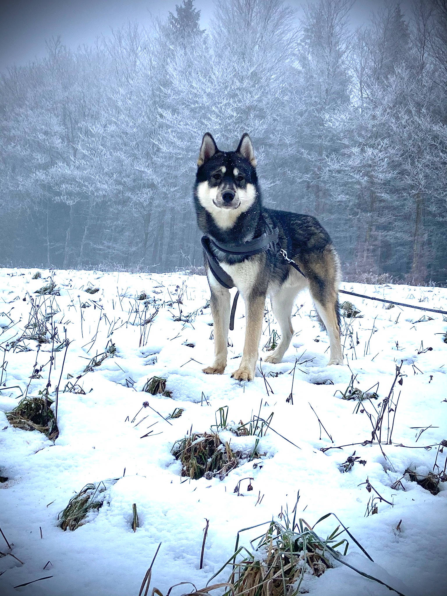 Ayron participe au concours pour gagner de l'argent avec cette photo : ancient_dog_breeds, canidae, carnivore, companion_dog, dog, dog_breed, freezing, frost, glacial_landform, ice, lapponian_herder, precipitation, rare_breed_dog, sled_dog, snout, snow, sporting_group, winter, working_animal, working_dog