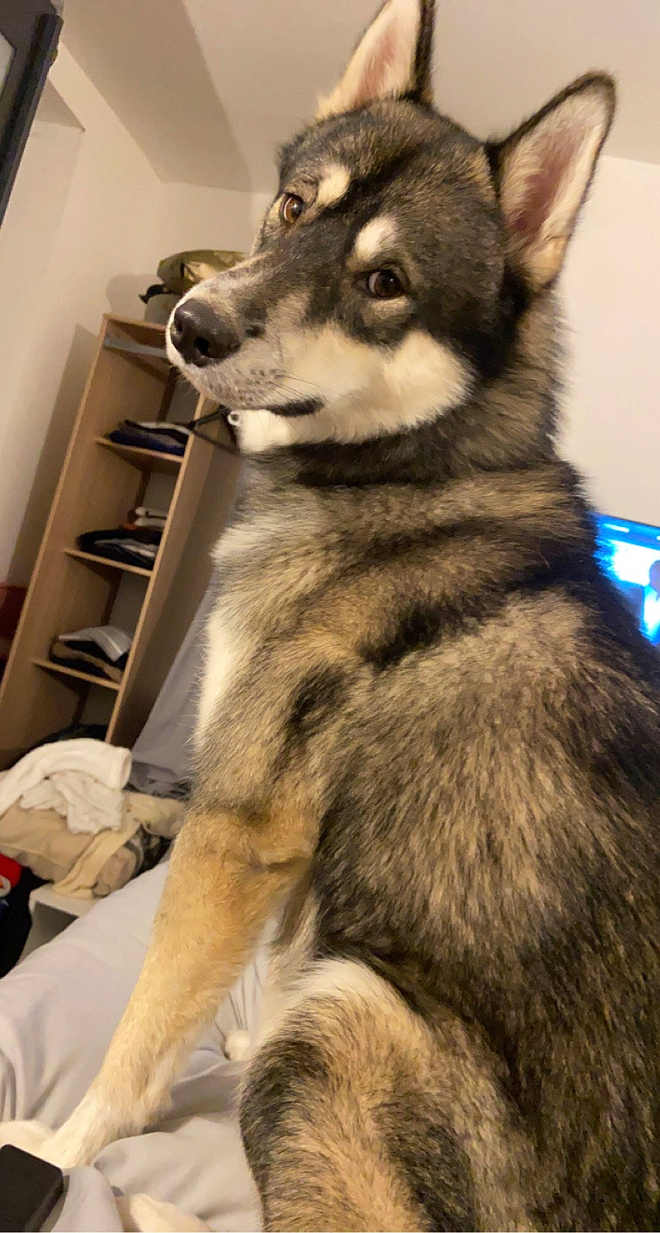 Ayron participe au concours pour gagner de l'argent avec cette photo : canidae, canis, carnivore, collar, dog, dog_breed, fur, jaw, northern_inuit_dog, pet_supply, shelf, shelving, sled_dog, snapshot, snout, vertebrate, whiskers, wolf, wolfdog, working_animal