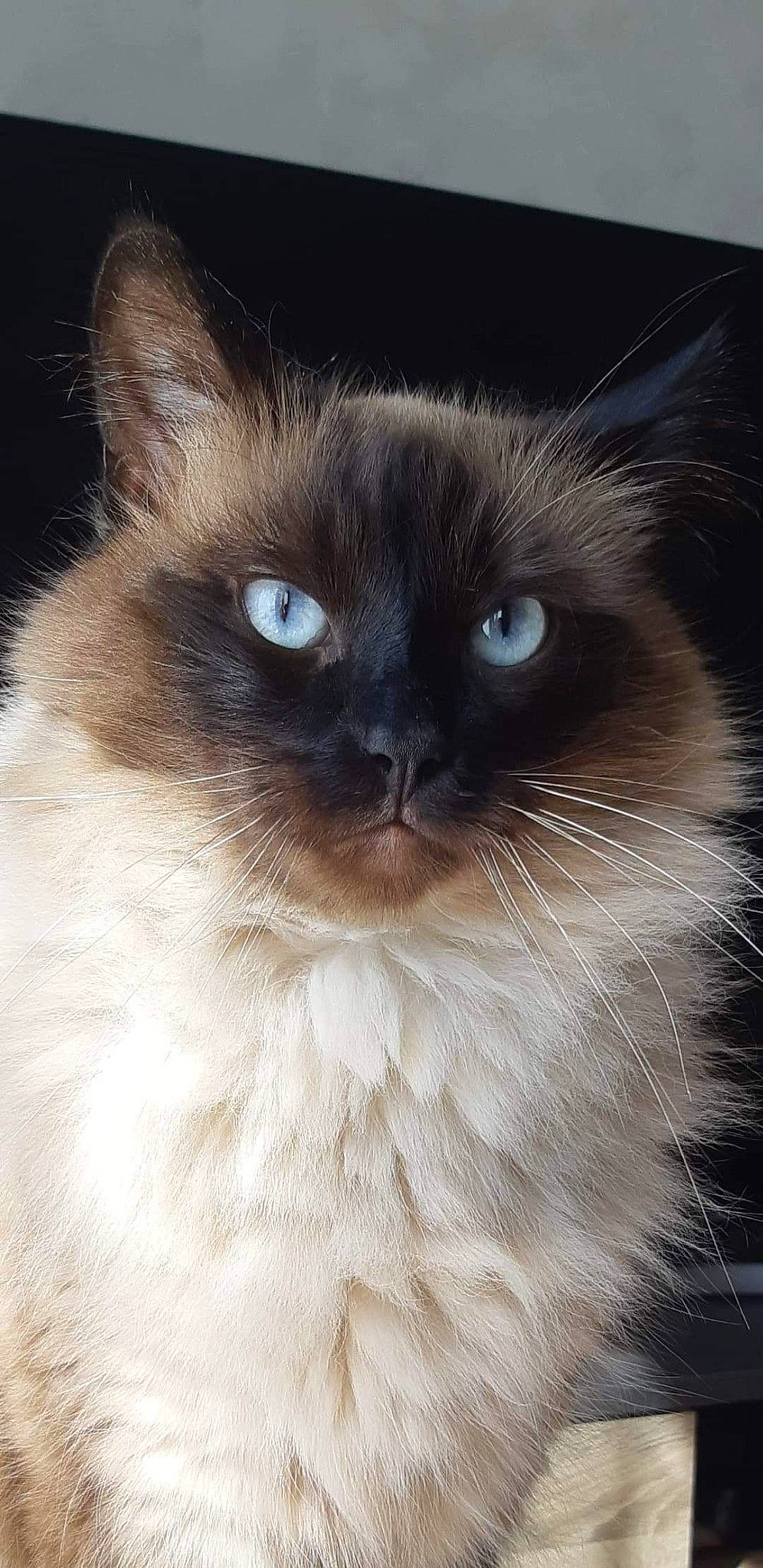 Prince a rejoint le concours — aidez-le/la à gagner de superbes lots ! balinese, birman, carnivore, cat, electric_blue, eye, fawn, felidae, fur, iris, ragdoll, siamese, small_to_medium_sized_cats, snout, terrestrial_animal, thai, whiskers