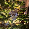 cat, christmas_tree, ornaments, lights, holiday, decorations, indoor, curious, pet, festive, greenery, twinkle, feline, cute, playful, closeup, holiday_decor, christmas, animal, tree_branch