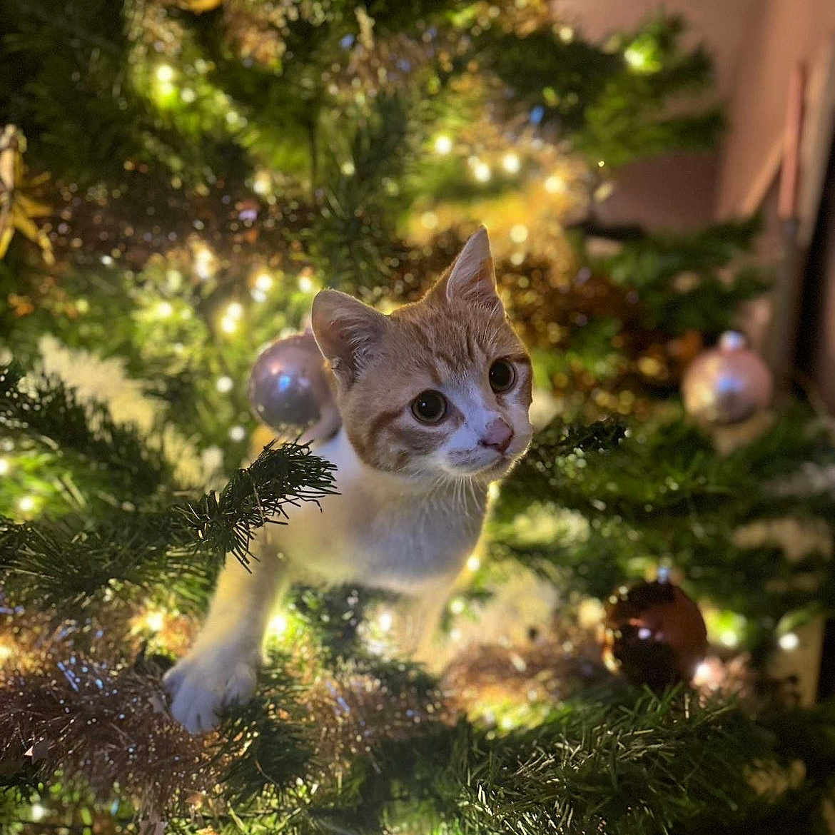 Elios participe au concours pour gagner de l'argent avec cette photo : cat, christmas_tree, ornaments, lights, holiday, decorations, indoor, curious, pet, festive, greenery, twinkle, feline, cute, playful, closeup, holiday_decor, christmas, animal, tree_branch