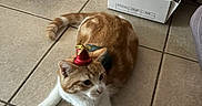 Elios a rejoint le concours — aidez-le/la à gagner de superbes lots ! animal, bell_hat, box, cardboard_box, cat, cute, decorations, domestic, feline, floor, indoor, knickknacks, orange_cat, pet, playful, relaxed, resting, small_hat, tile_floor, white_cat