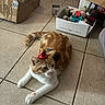 animal, bell_hat, box, cardboard_box, cat, cute, decorations, domestic, feline, floor, indoor, knickknacks, orange_cat, pet, playful, relaxed, resting, small_hat, tile_floor, white_cat