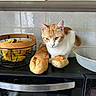 Elios participe au concours pour gagner de l'argent avec cette photo : appliance, banana, bowl, bread, cat, curious, domestic_animal, food, fruit_basket, indoor, kitchen, kitchen_counter, loaf, microwave, orange_cat, pet, sitting, tabletop, tile_wall, white_cat