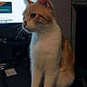 Elios a rejoint le concours — aidez-le/la à gagner de superbes lots ! alert, animal, cat, companion, computer_screen, curious, desk, domestic_animal, feline, fur, home_office, indoor, monitor, orange_and_white, pet, quiet, side_view, sitting, technology, whiskers
