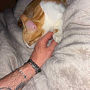 Elios participe au concours pour gagner de l'argent avec cette photo : animal, bedroom, blanket, bracelet, cat, comfort, cozy, feline, ginger_cat, hand, human_hand, indoor, pet, resting, sleeping_cat, snuggling, soft_texture, tattoo, warm_lighting, white_cat