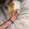 animal, bedroom, blanket, bracelet, cat, comfort, cozy, feline, ginger_cat, hand, human_hand, indoor, pet, resting, sleeping_cat, snuggling, soft_texture, tattoo, warm_lighting, white_cat