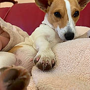 Punky a rejoint le concours — aidez-le/la à gagner de superbes lots ! animal, blanket, brown, close_up, comfort, couch, cute, dog, ears, fur, home, indoor, nose, paw, pet, portrait, relaxed, resting, soft_texture, white