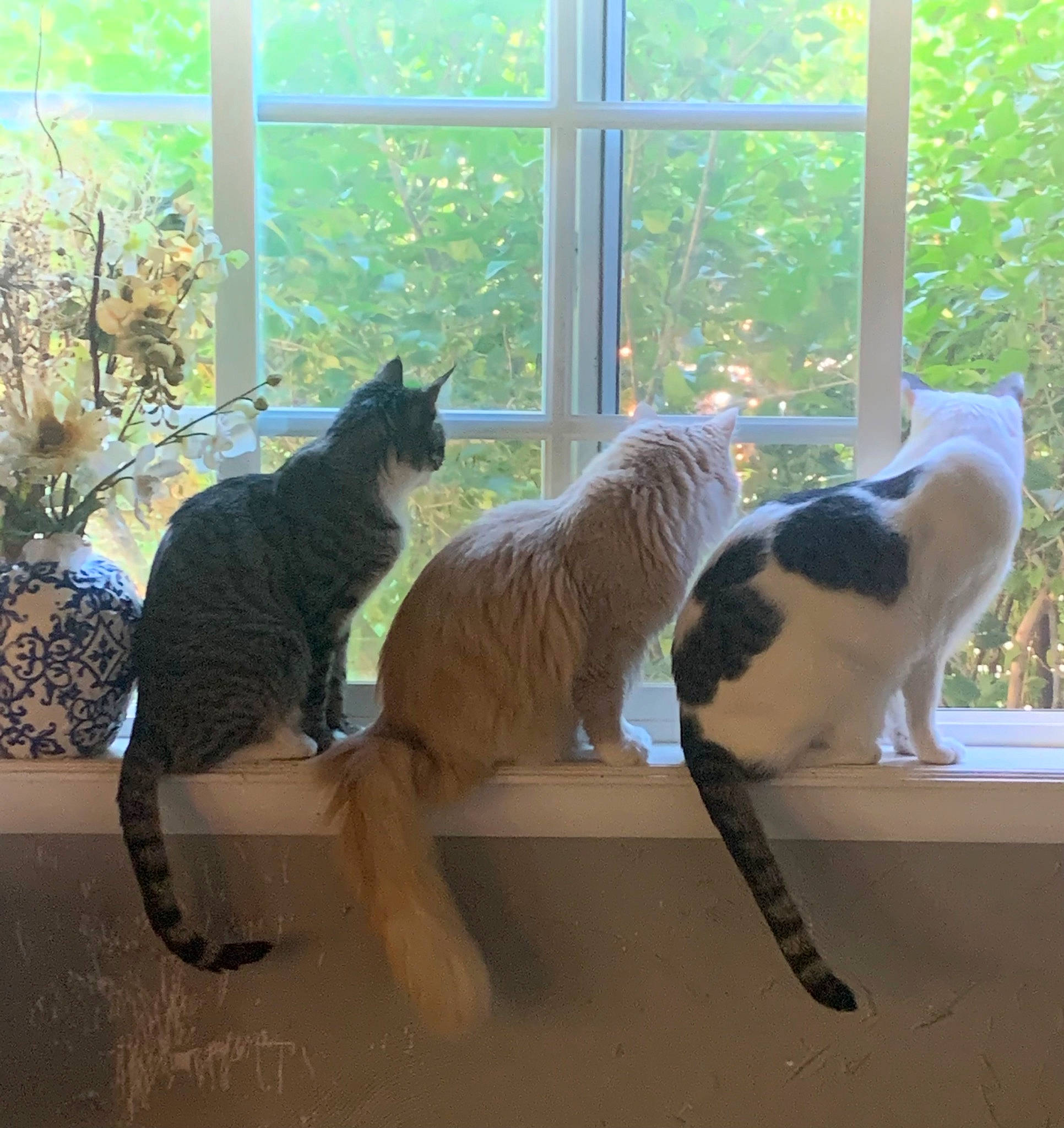 Three Amigos joined the competition — help win amazing prizes! carnivore, cat, comfort, felidae, fixture, fur, grass, houseplant, mammal, pet_supply, plant, room, shade, small_to_medium_sized_cats, sunlight, tail, tree, whiskers, window, window_covering