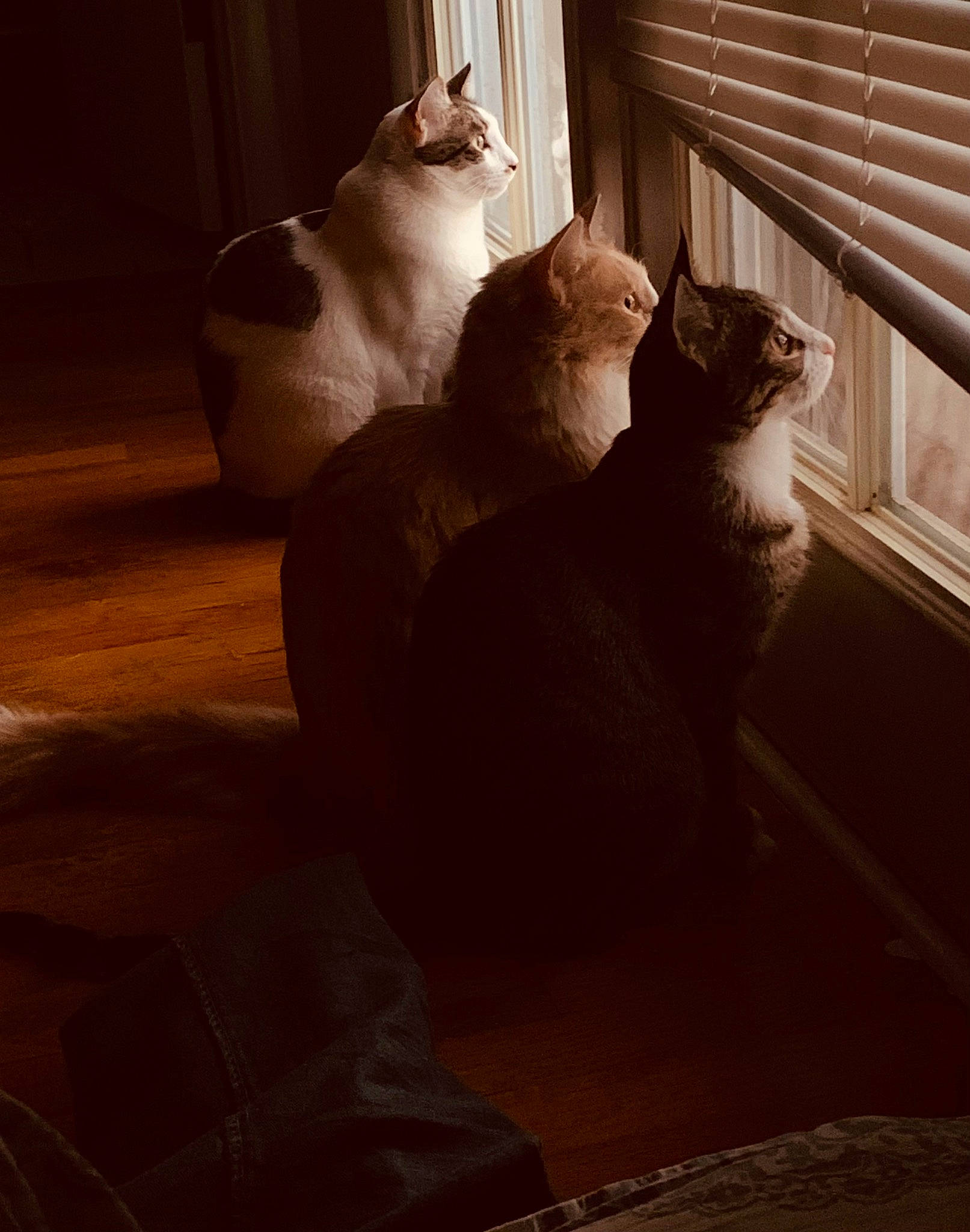 Three Amigos joined the competition — help win amazing prizes! carnivore, cat, comfort, darkness, domestic_short_haired_cat, fawn, felidae, flooring, fur, grey, hardwood, shadow, sitting, small_to_medium_sized_cats, tail, tints_and_shades, whiskers, window, window_blind, wood