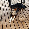 animal, black_fur, brown_fur, canine, daytime, dog, domestic_animal, flooring, leisure, natural_light, outdoor, pet, relaxed, resting, soccer_ball, sport_equipment, table, white_fur, wood, wooden_deck