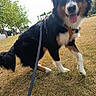 Arya a rejoint le concours — aidez-le/la à gagner de superbes lots ! animal, black, brown, canine, dog, fur, grass, happy, harness, leash, nature, outdoor, park, pet, playground, sitting, summer, tongue_out, tree, white
