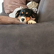 Arya participe au concours pour gagner de l'argent avec cette photo : animal, brown, canine, closeup, comfort, couch, cozy, dog, domestic, fur, head, home, indoor, laying, pet, pillow, relaxation, resting, sleepy, snuggle