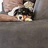 animal, brown, canine, closeup, comfort, couch, cozy, dog, domestic, fur, head, home, indoor, laying, pet, pillow, relaxation, resting, sleepy, snuggle