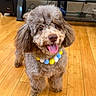dog, puppy, fluffy, curly_fur, brown_fur, portrait, tongue_out, happy, smiling, collar, pom_pom_collar, standing, indoor, wooden_floor, home, living_room, framed_photos, speaker, pet, cute