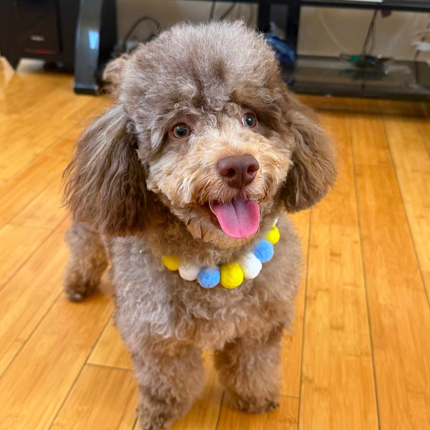 Toky is registered to the contest to win money with this photo: dog, puppy, fluffy, curly_fur, brown_fur, portrait, tongue_out, happy, smiling, collar, pom_pom_collar, standing, indoor, wooden_floor, home, living_room, framed_photos, speaker, pet, cute