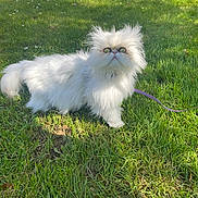 Louna participe au concours pour gagner de l'argent avec cette photo : cat, white_cat, fluffy, persian_cat, grass, outdoor, sunlight, leash, pet, animal, furry, greenery, nature, curious, wide_eyes, small_animal, domestic_cat, grass_field, daylight, garden