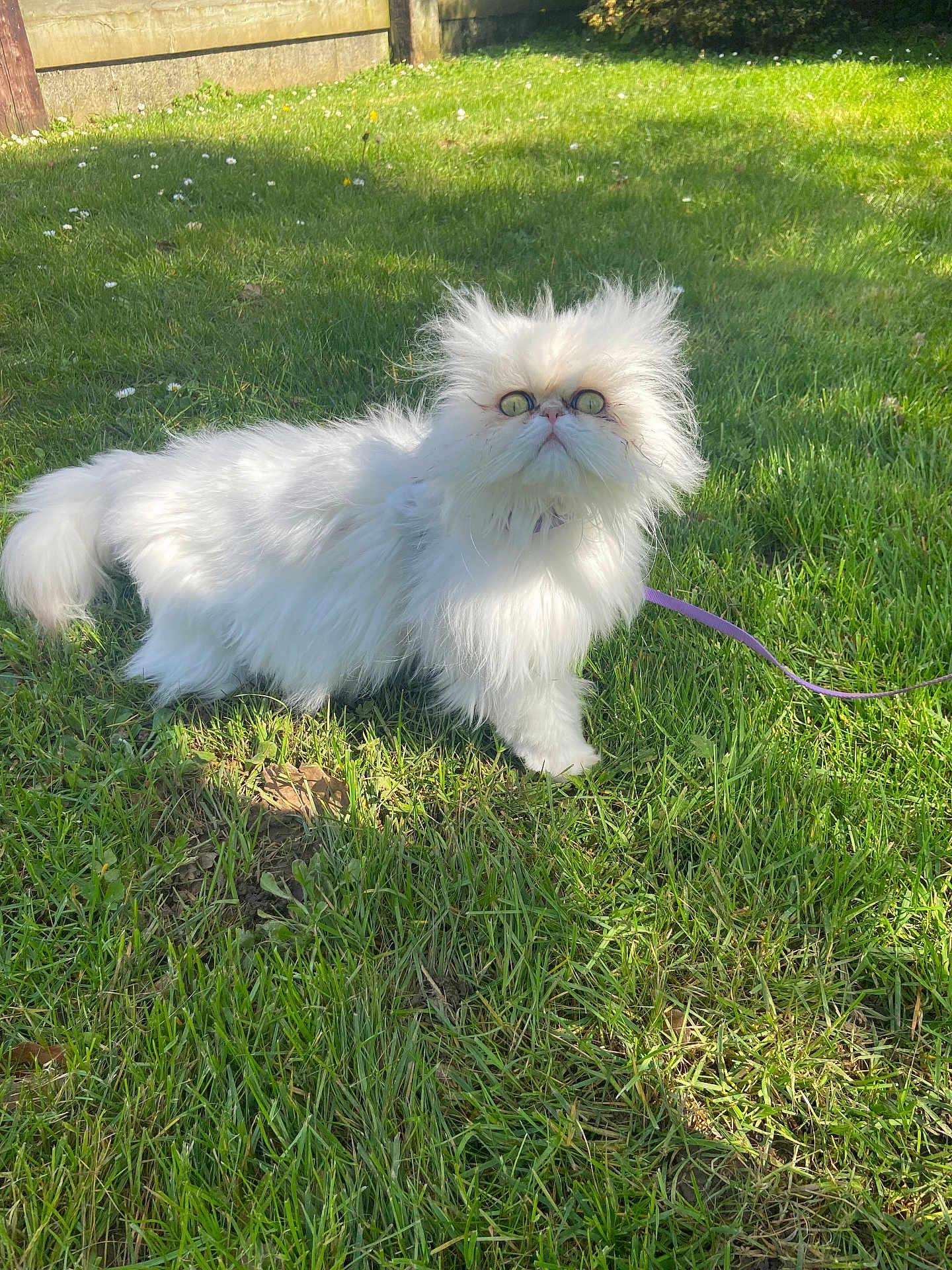 Louna participe au concours pour gagner de l'argent avec cette photo : cat, white_cat, fluffy, persian_cat, grass, outdoor, sunlight, leash, pet, animal, furry, greenery, nature, curious, wide_eyes, small_animal, domestic_cat, grass_field, daylight, garden