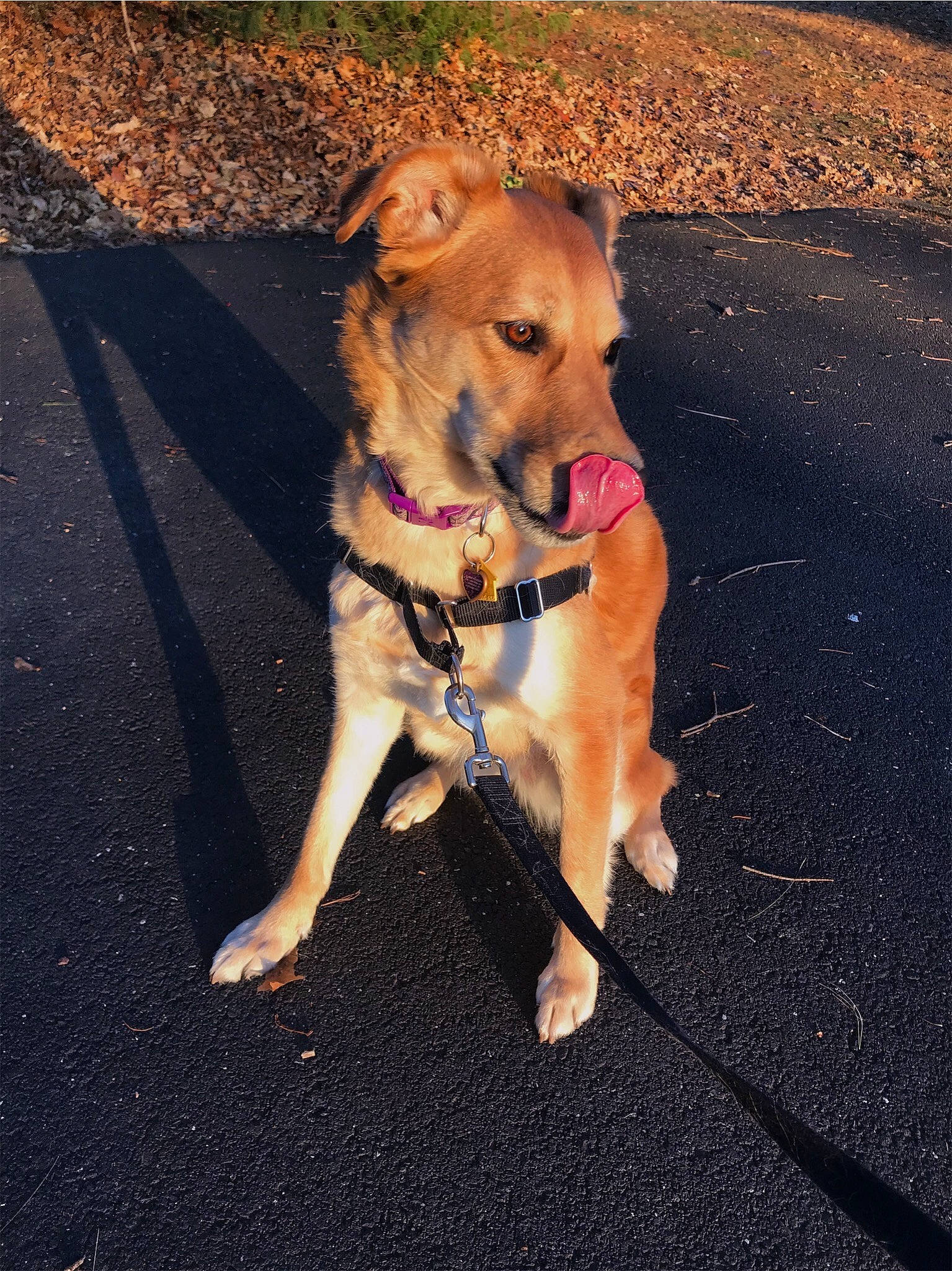 Rey joined the competition — help win amazing prizes! canidae, carnivore, companion_dog, dog, dog_breed, dog_walking, fawn, feist, leash, potcake_dog, road_surface, shadow, snout, sporting_group, street_dog, tail