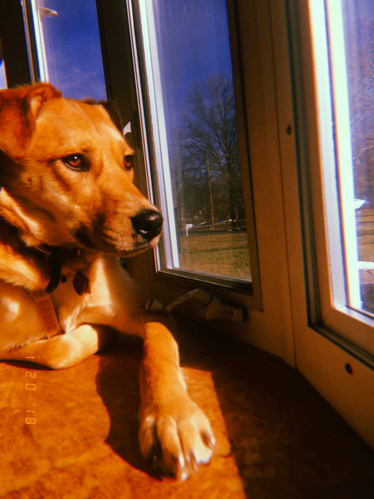 Rey is registered to the contest to win money with this photo: canidae, carnivore, companion_dog, dog, dog_breed, fawn, floor, paw, potcake_dog, snout, sporting_group, whiskers, window