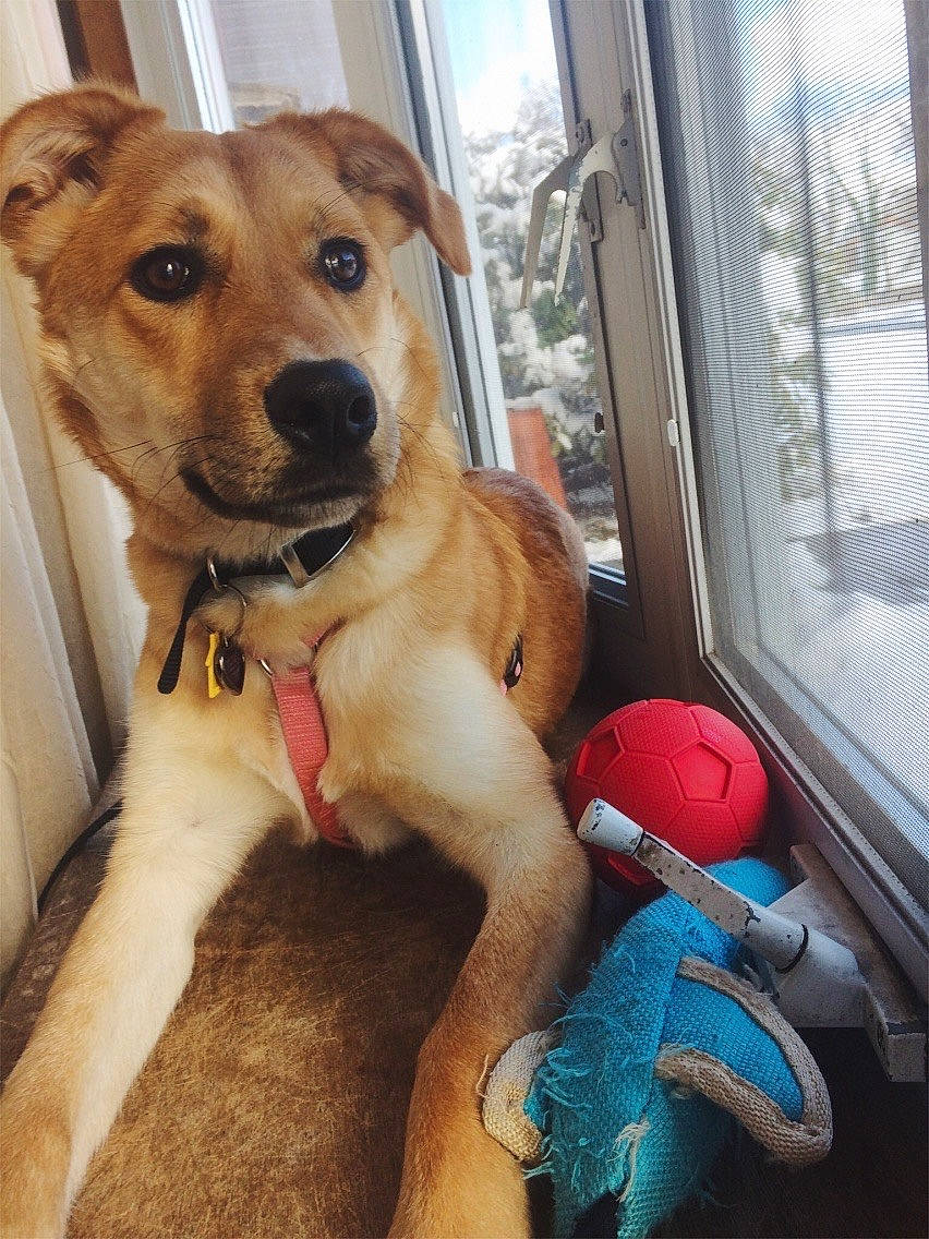 Rey joined the competition — help win amazing prizes! beagador, canidae, carnivore, carolina_dog, companion_dog, dog, dog_breed, fawn, feist, mammal, potcake_dog, puppy, rare_breed_dog, snout, sporting_group