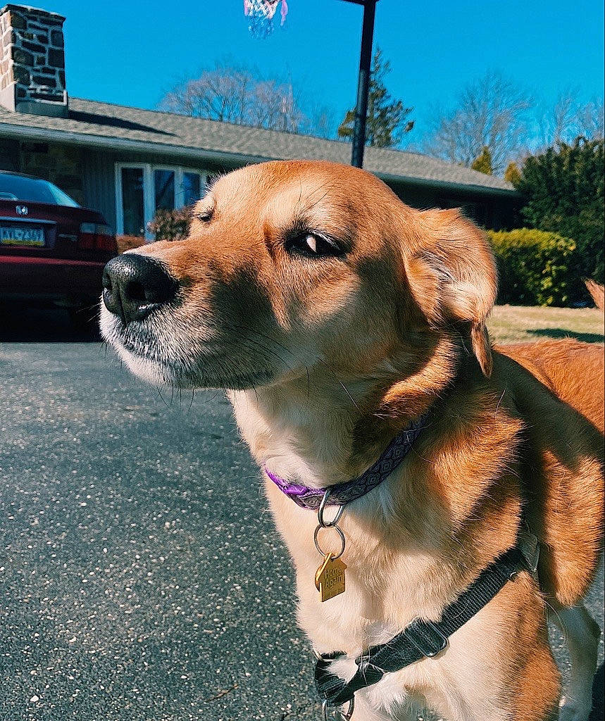 Rey is registered to the contest to win money with this photo: broholmer, canidae, carnivore, chinook, collar, companion_dog, dog, dog_breed, fawn, leash, mammal, potcake_dog, rare_breed_dog, snout, sporting_group, vertebrate