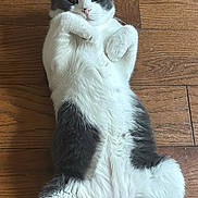 Kola joined the competition — help win amazing prizes! cat, gray_and_white, lying_down, wooden_floor, pet, fur, cute, indoor, animal, whiskers, paws, relaxed, looking, adorable, domestic_cat, mammal, playful, front_paws, fur_pattern, resting