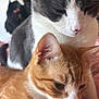 cat, two_cats, close_up, indoor, pet, feline, orange_cat, grey_cat, white_fur, pink_blanket, relaxed, soft_fur, whiskers, ears, face, animal, domestic_animal, companions, cute, resting