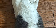 Bleu is registered to the contest to win money with this photo: cat, gray_and_white, lying_down, wooden_floor, pet, fur, cute, indoor, animal, whiskers, paws, relaxed, looking, adorable, domestic_cat, mammal, playful, front_paws, fur_pattern, resting