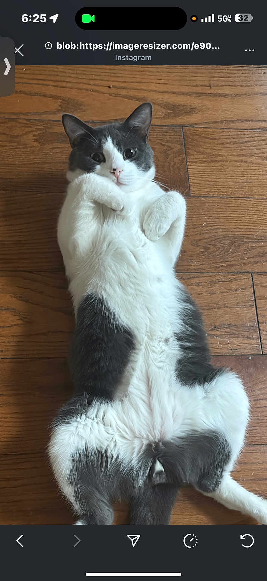 Bleu