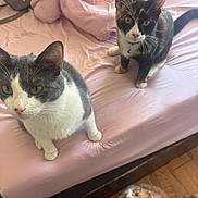 Bleu joined the competition — help win amazing prizes! cat, bed, pink_sheet, curious, indoor, feline, pets, wooden_floor, domestic, tabby_cat, calico_cat, gray_and_white_cat, collar, fur, whiskers, ears, floor, resting_place, looking_up, three_cats