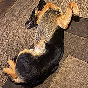 Thor joined the competition — help win amazing prizes! animal, black, brown, canine, carpet, cozy, dog, ears, floor, fur, german_shepherd, home, indoor, lying_down, paws, pet, relaxed, resting, sleepy, white_socks