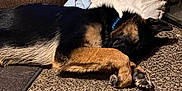 Thor joined the competition — help win amazing prizes! animal, black, brown, carpet, collar, cozy, cute, dog, fur, german_shepherd, home, indoor, paw, pet, pillow, puppy, relaxed, resting, sleeping, soft