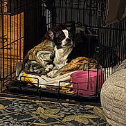 Yoda joined the competition — help win amazing prizes! bedding, blanket, cage, carpet, cozy, dog, face, home_interior, indoor, metal_bars, ottoman, paws, pet_crate, pink_bowl, plush, resting, rug, sleepy, small_dog, wood_panel