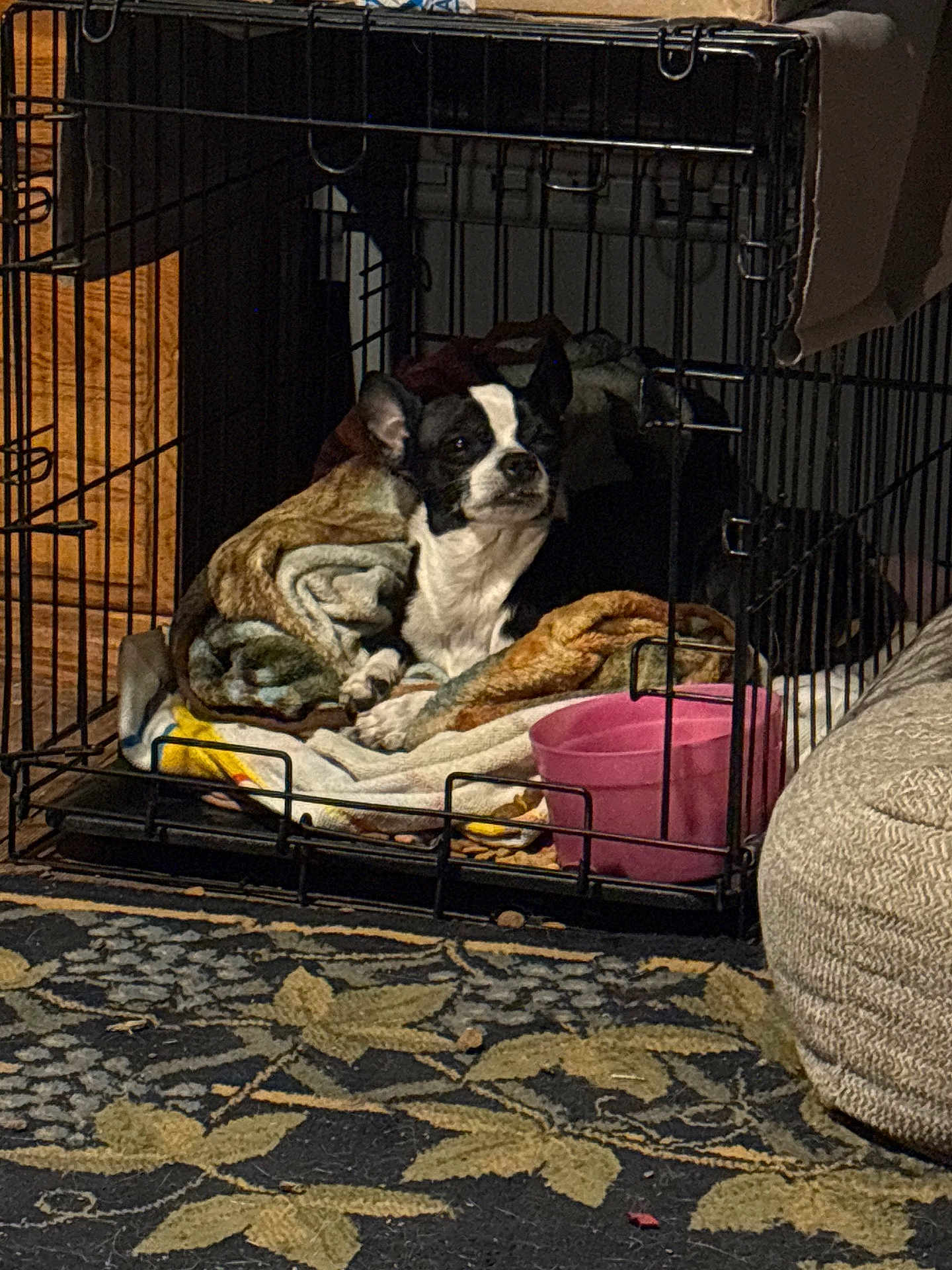 Yoda joined the competition — help win amazing prizes! bedding, blanket, cage, carpet, cozy, dog, face, home_interior, indoor, metal_bars, ottoman, paws, pet_crate, pink_bowl, plush, resting, rug, sleepy, small_dog, wood_panel