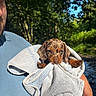 puppy, dog, towel, person, hand, outdoor, forest, greenery, sunlight, nature, cute, animal, pet, young_dog, blue_shirt, holding, portrait, daylight, snuggled, small