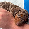 puppy, dog, sleeping, hand, close_up, brown, spotted, cute, pet, fur, domestic_animal, resting, snout, ear, human_hand, indoor, comfort, animal, young_dog, cozy