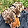 puppy, dog, dachshund, sleeping, resting, grass, outdoor, fur, brown, black_collar, cute, pet, animal, canine, small_dog, nature, relaxing, close_up, young_dog, paw