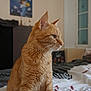 cat, orange_tabby, pet, indoor, bed, blanket, window, poster, feline, animal, fur, whiskers, ears, sitting, looking, side_profile, cozy, room, home, domestic